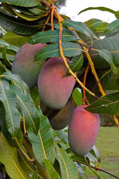 Amrapali Grafted Mango krishna Mango Plant