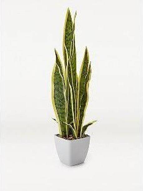 Cloud Farm Snake Plant