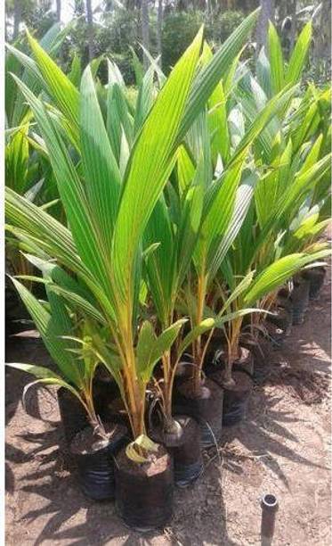 Anu Coconut Plant