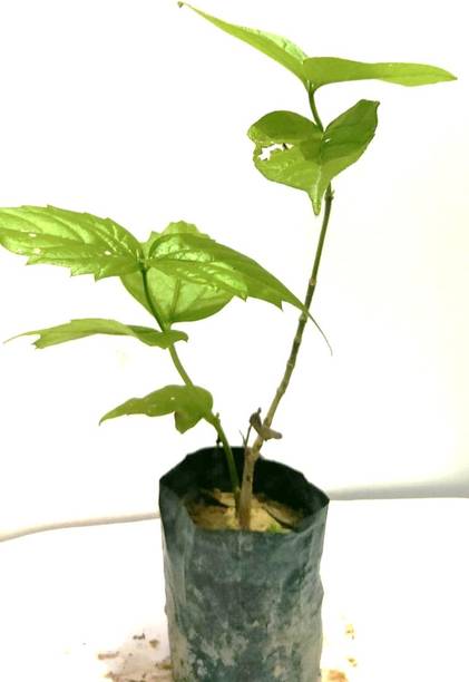 tradherb Parijat/Harsingar Plant