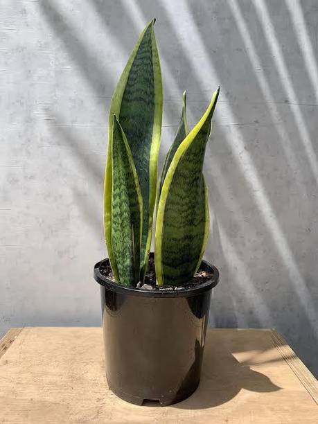 FasanGreen Snake Plant