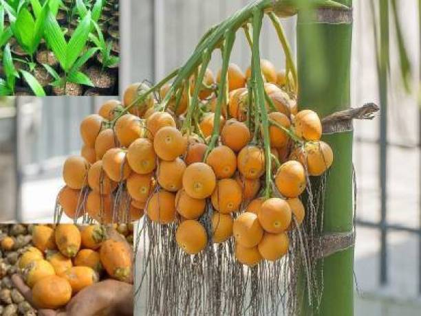 Arlo Betel Nut/Supari Plant