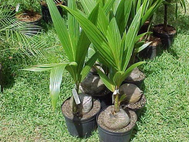 Click to buy Coconut Plant