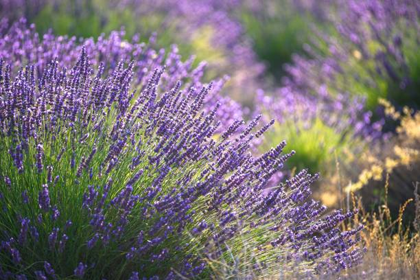 Paudha Lavender Herb Seed