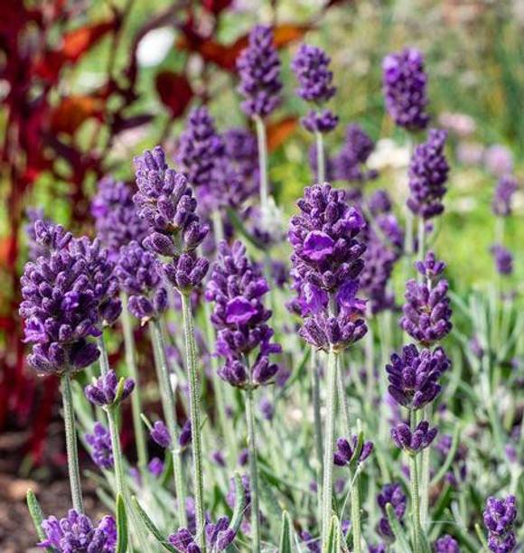 Paudha Lavender Herb Seed