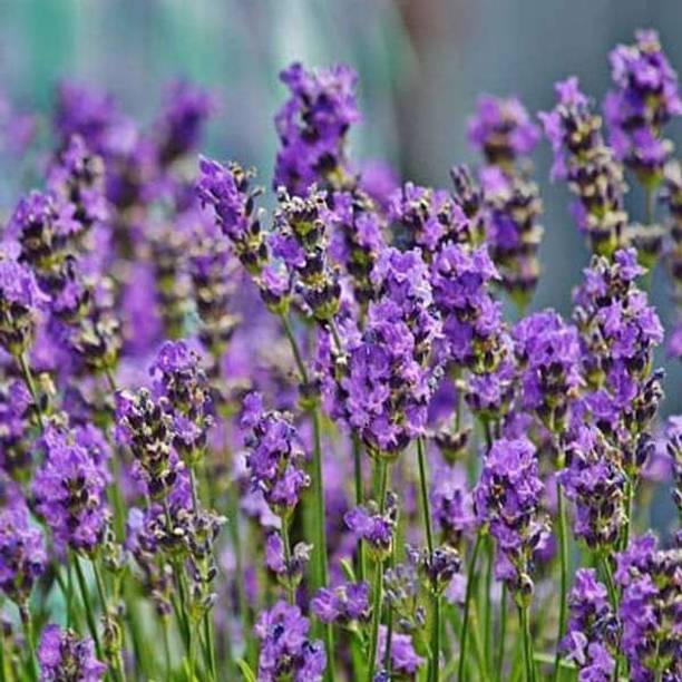 Paudha Lavender Herb Seed