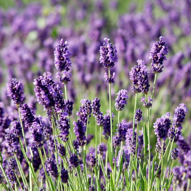 Paudha Lavender Herb Seed