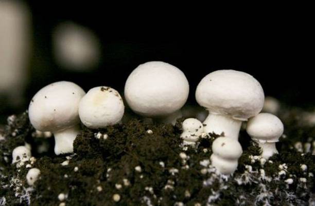 XOLDA Hybrid Mushroom Seed