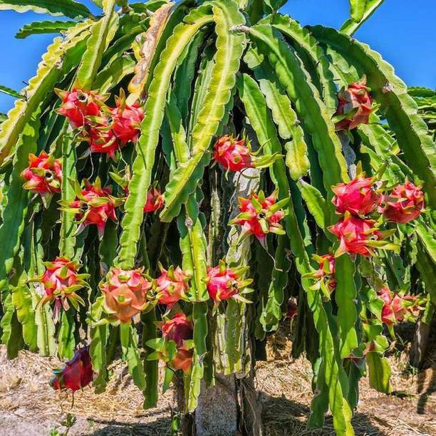 S K Farming Dragon Tree