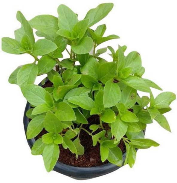 Click to purchase Tulsi Plant