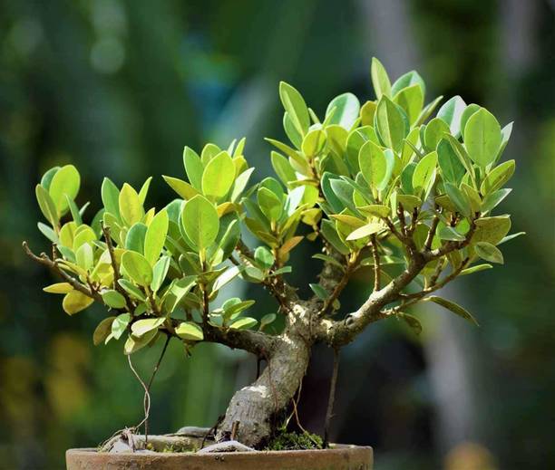 Oxygreenplant Ficus Bonsai