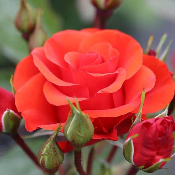 LaughEarth Rose Plant