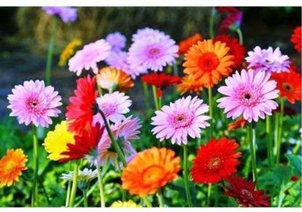 Crapulous GERBERA Seed