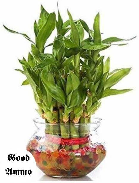Good Ammo Two Layer Bamboo Plant