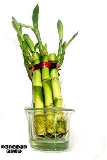 Curated Care Two Layer Bamboo Plant