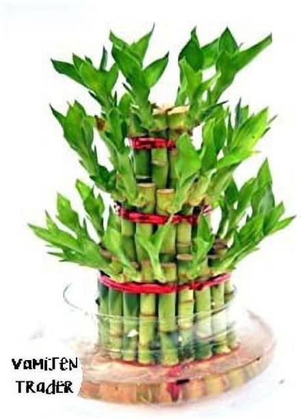 VamiJen Trader Two Layer Bamboo Plant