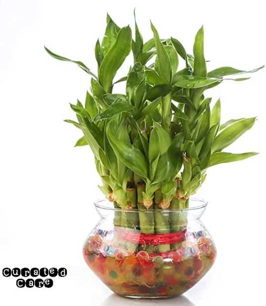 Curated Care Two Layer Bamboo Plant