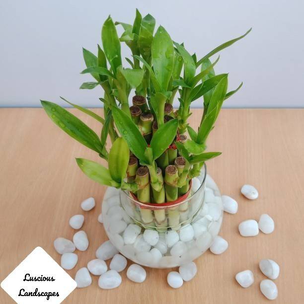 Luscious Landscapes Two Layer Bamboo Plant
