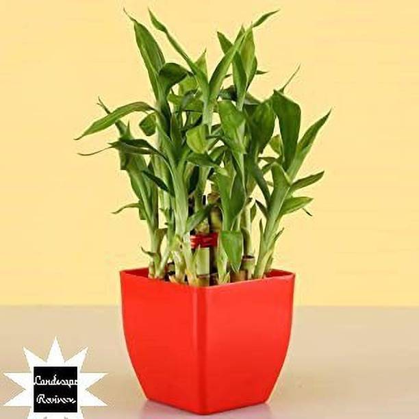 Landscape Revivers Two Layer Bamboo Plant
