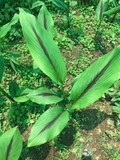 Mohomaya Turmeric Plant