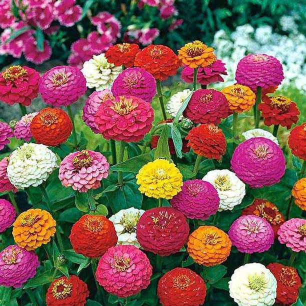 Dharma Zinnia, Jiniya Seed
