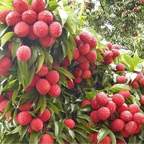 Cloud Farm Litchi Plant