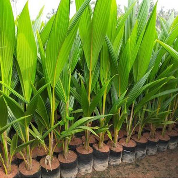 Aquinnah Coconut Plant