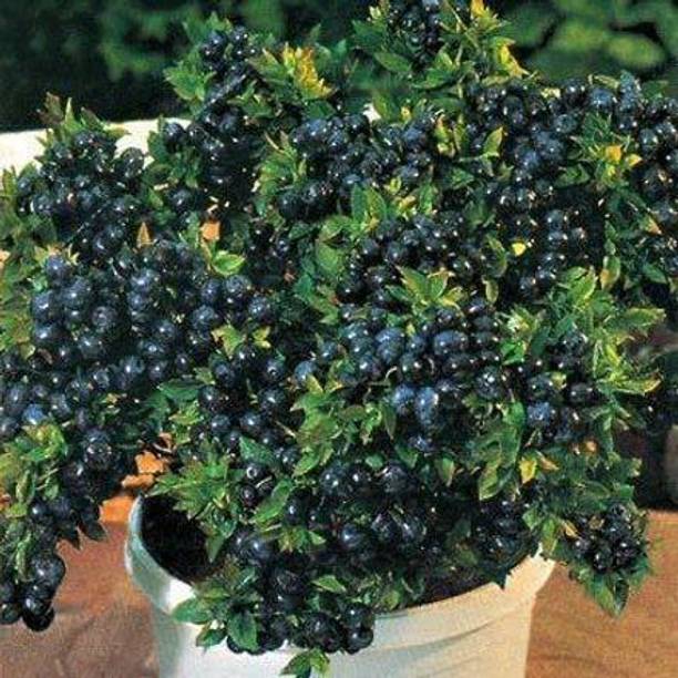 GreenyOn Berry Plant