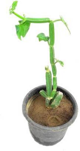 the Secret Store Cissus Plant