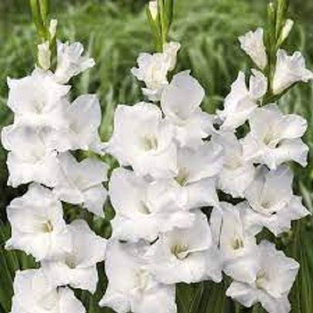 Sjeme Gladiola Flower Bulb White Color Seed Seed