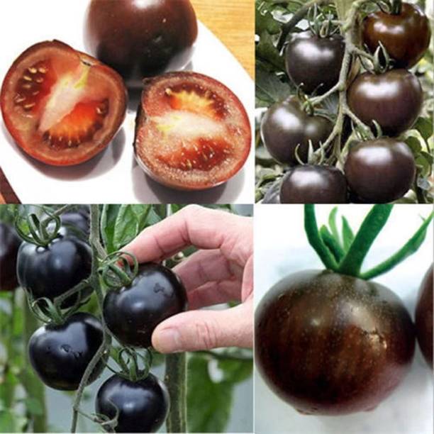Qualtivate ® Hybrid Black Tomato Seeds Seed