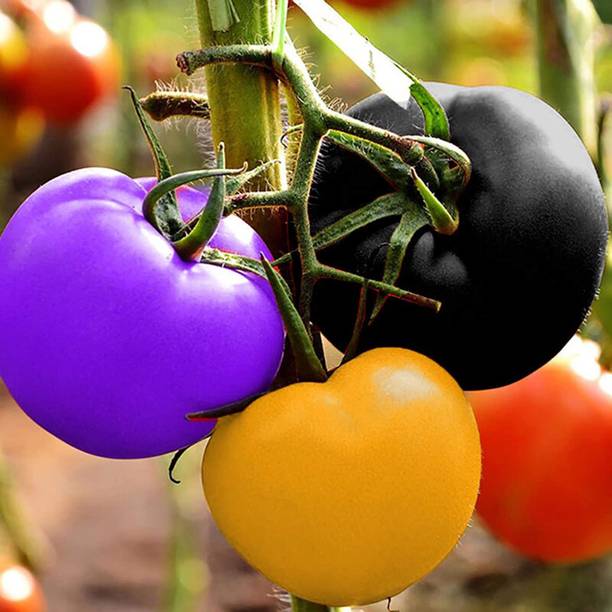 Qualtivate ® Hybrid Rainbow Tomato Seeds Seed