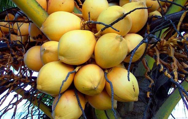MHIMI Coconut Plant
