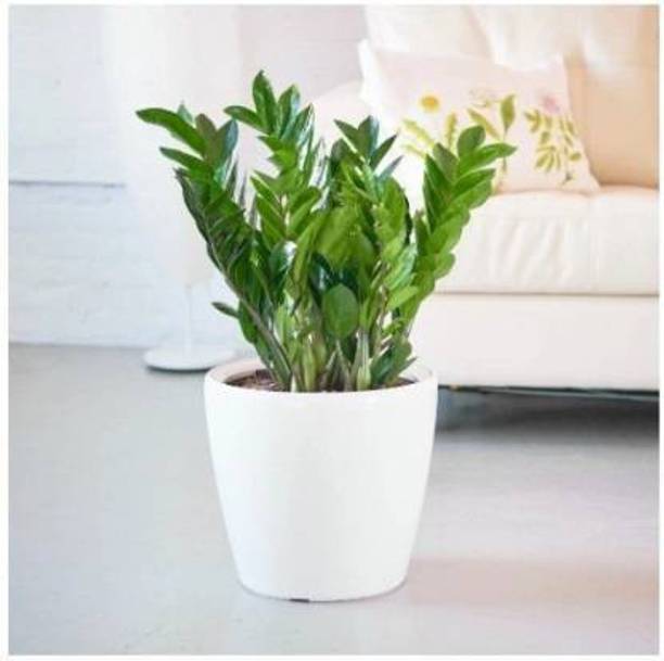 Ukanda ZZ Plant