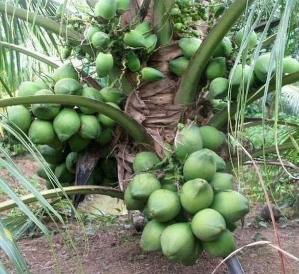 ORETIC Coconut Plant