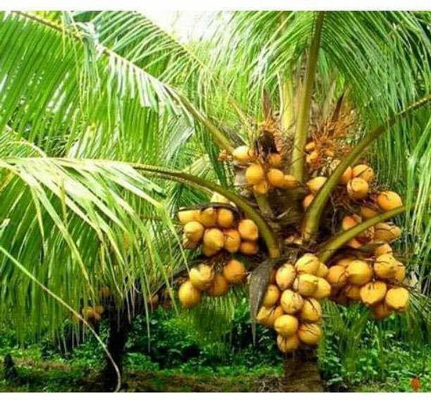 EVY Coconut Plant