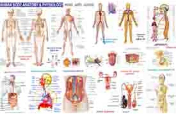 Human Body Chart Paper Print