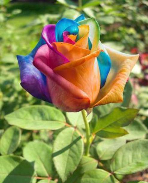 PeeplasFarm Rose Plant