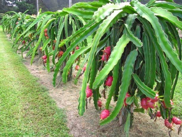 Fruitful Dragon Tree