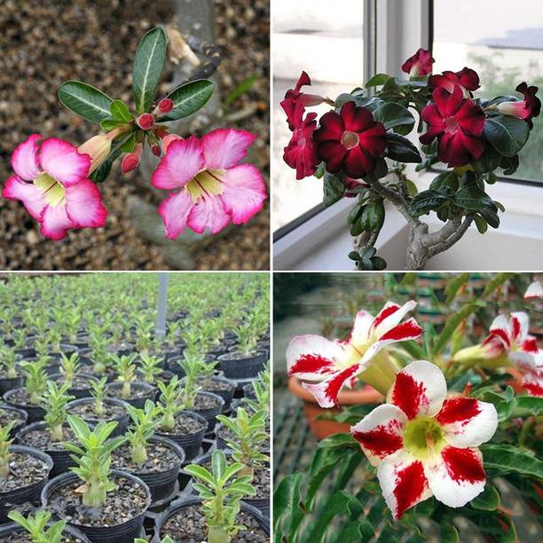 Foscos Adenium Obesum Seeds Desert Rose Seed