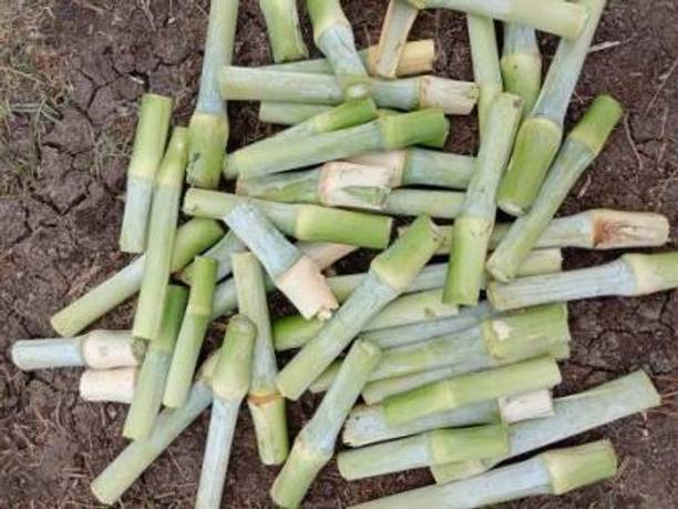 SIDDHARTH FISH FARM super Napier grass stick Seed