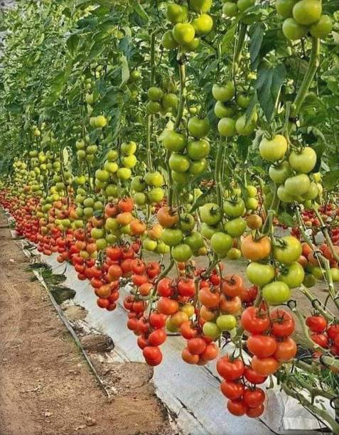 Veggie Paajis Cherry Tomato Seeds, Tomato Seeds Seed
