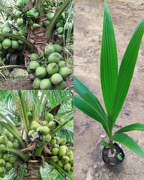 Trothic Coconut Plant