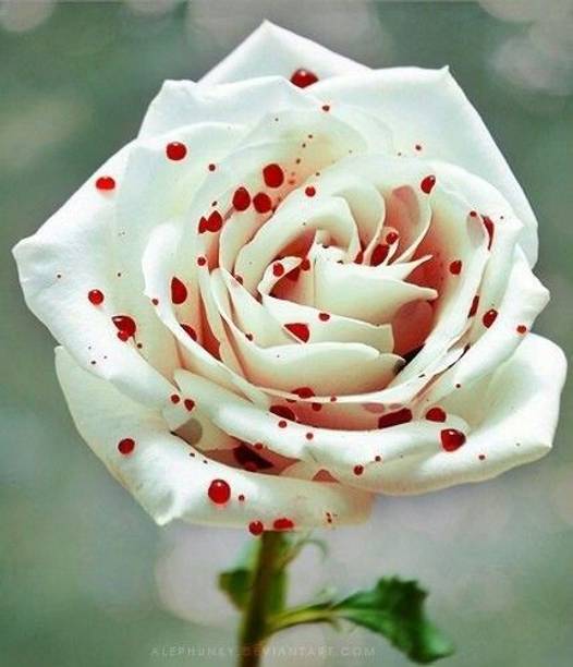 KUMUBON Rose Plant