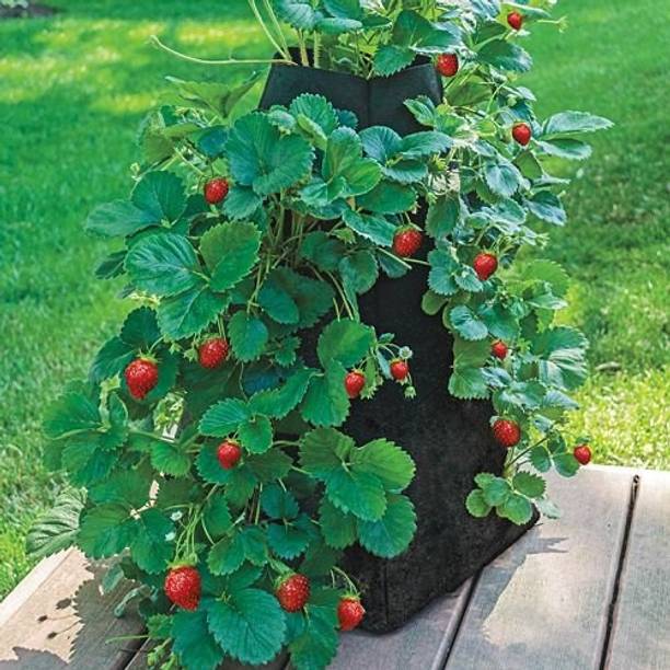 NRDhub Strawberry Plant