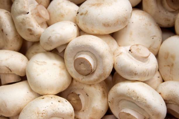 Paudha Mushroom Hybrid Seed