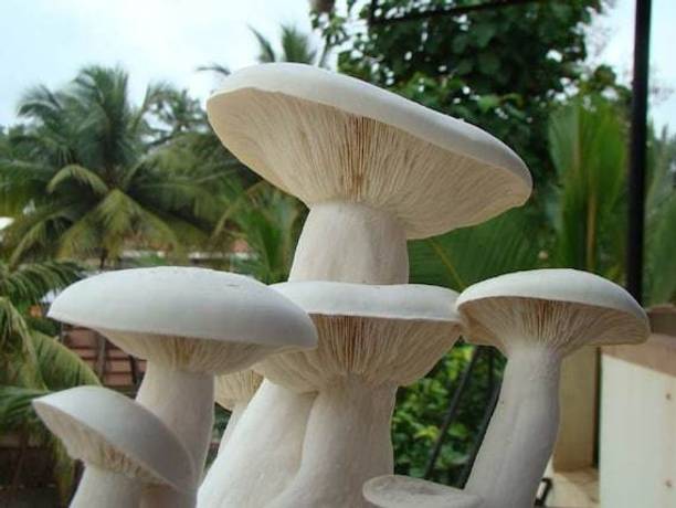 Paudha Mushroom Hybrid Seed