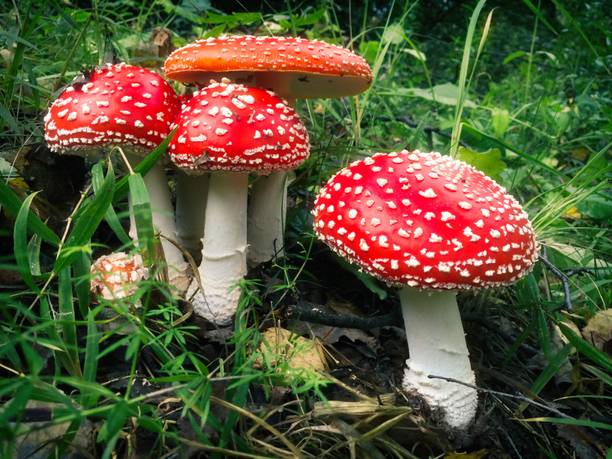 Paudha Mushroom Hybrid Seed