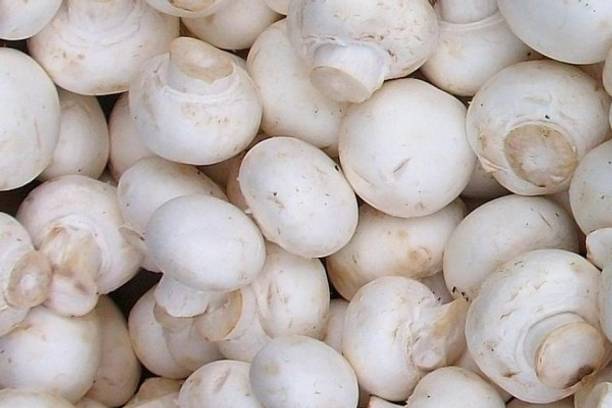 XOLDA Mushroom Hybrid Seed