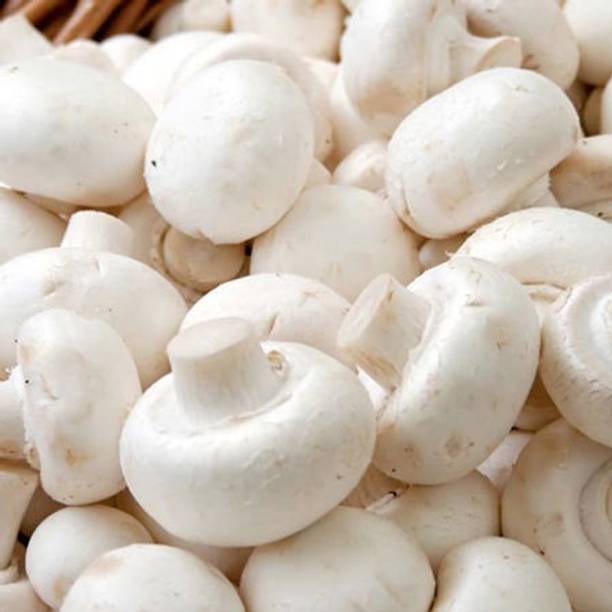 PLANTZON Mushroom Hybrid Seed
